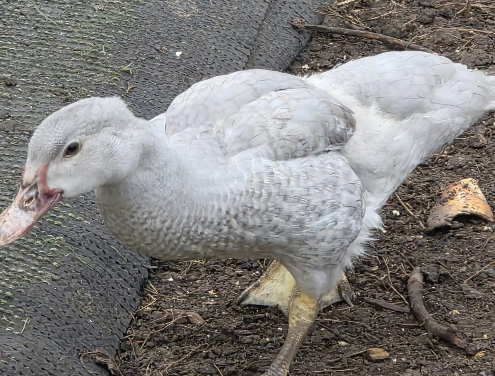 Canard de Barbarie au plumage gris lavande clair