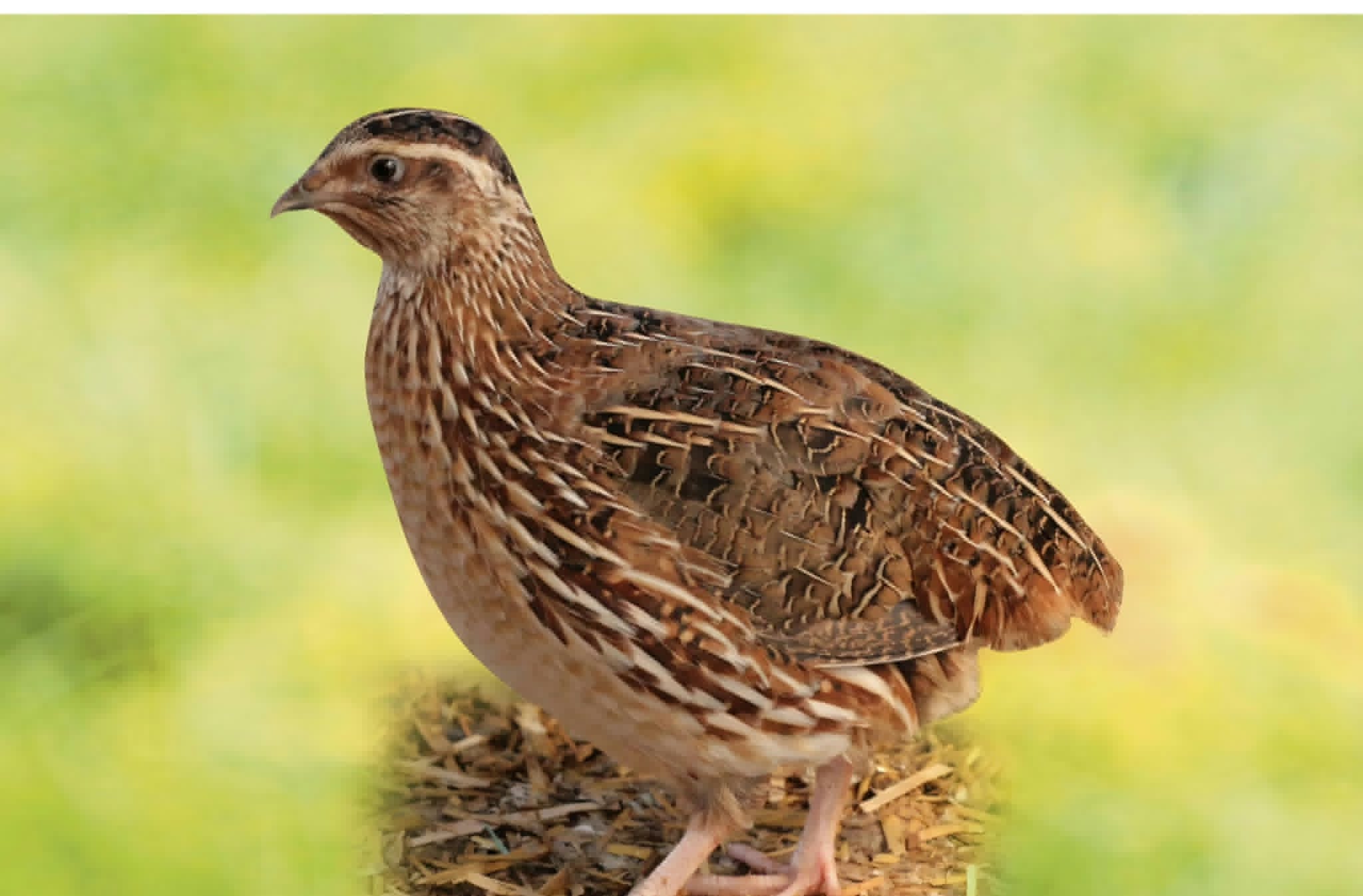 Caille au plumage brun tacheté posée sur de la paille