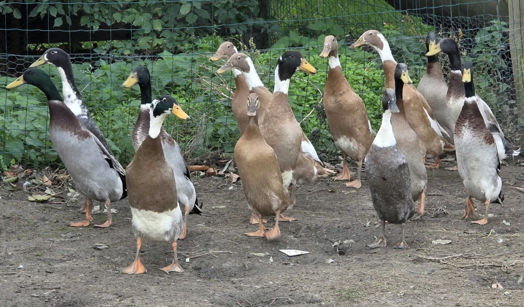 Groupe de canards coureurs indiens au port dressé, au plumage panaché brun, blanc et colvert