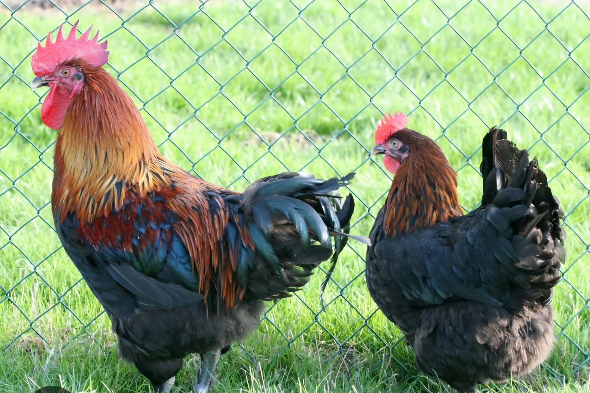 Coq et poule noirs aux reflets cuivrés dans l'herbe, devant un grillage