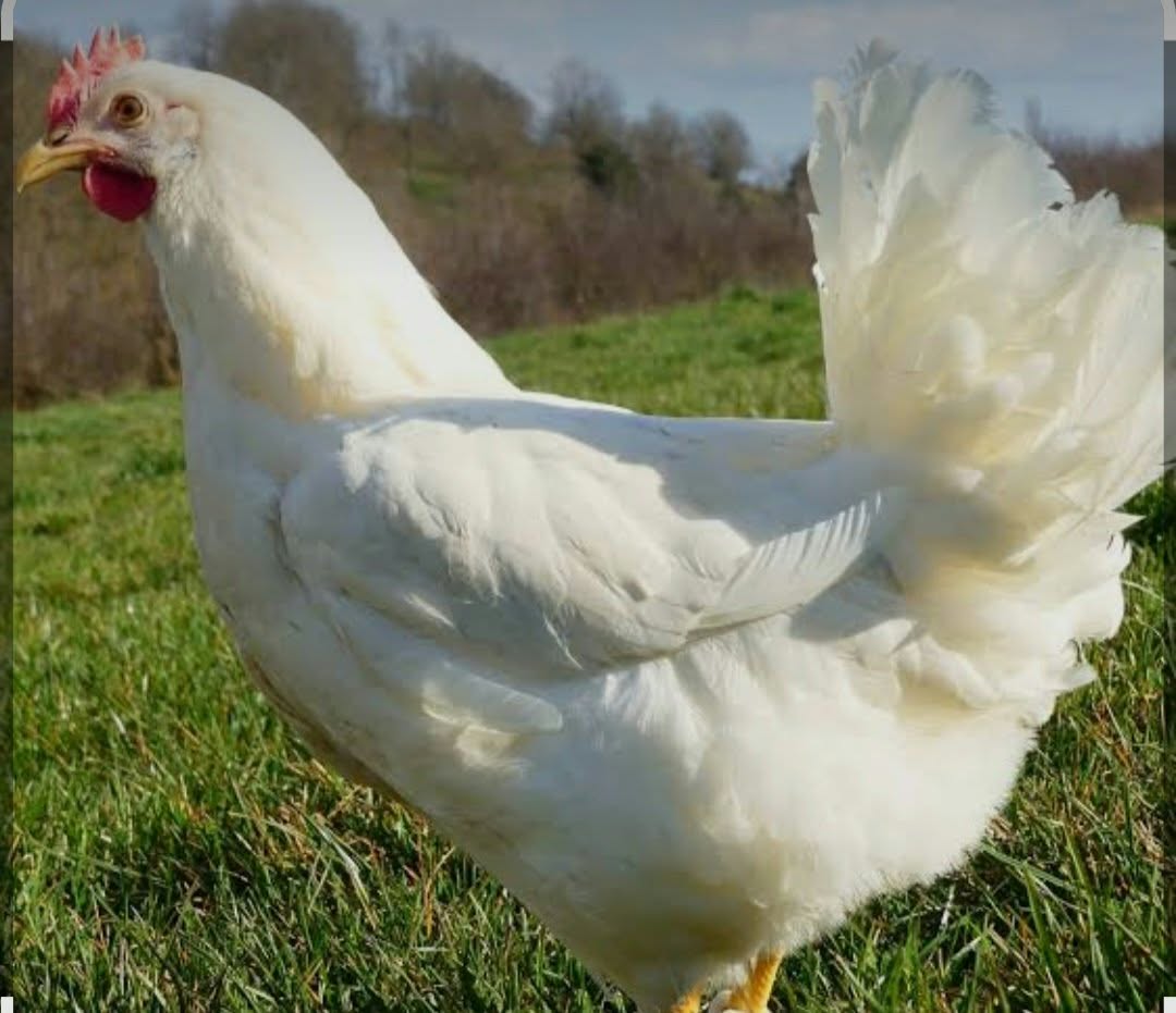 Poule blanche à la queue touffue sur l'herbe