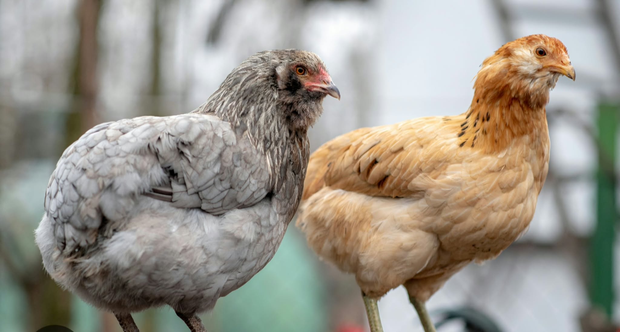 Deux jeunes poules, l'une grise, l'autre fauve