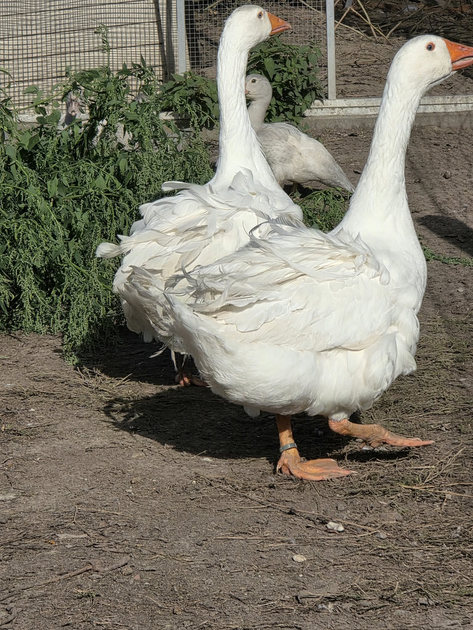 Deux oies blanches aux plumes frisées dans une cour