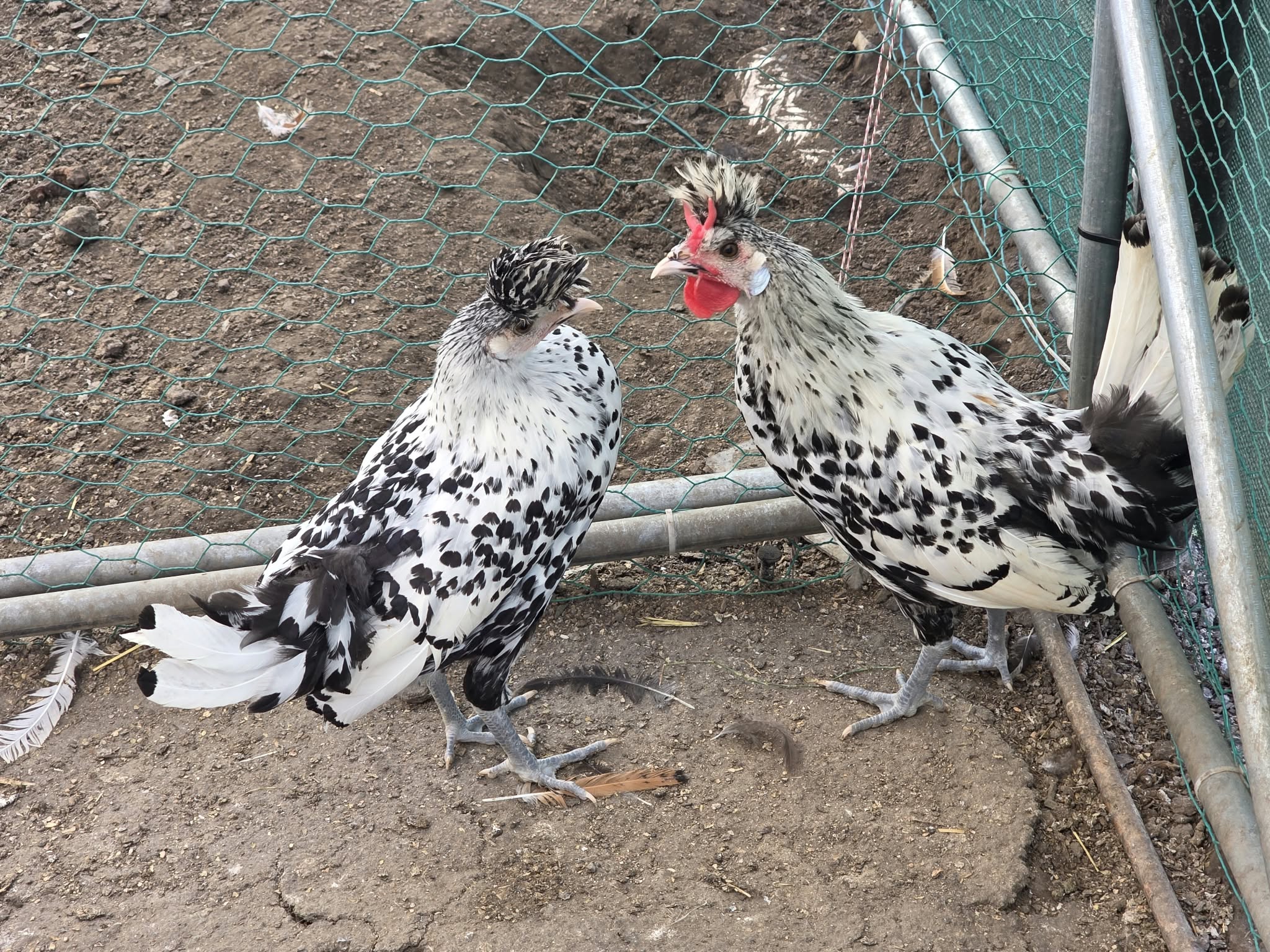 Deux poules huppées blanches tachetées de noir près d'un grillage