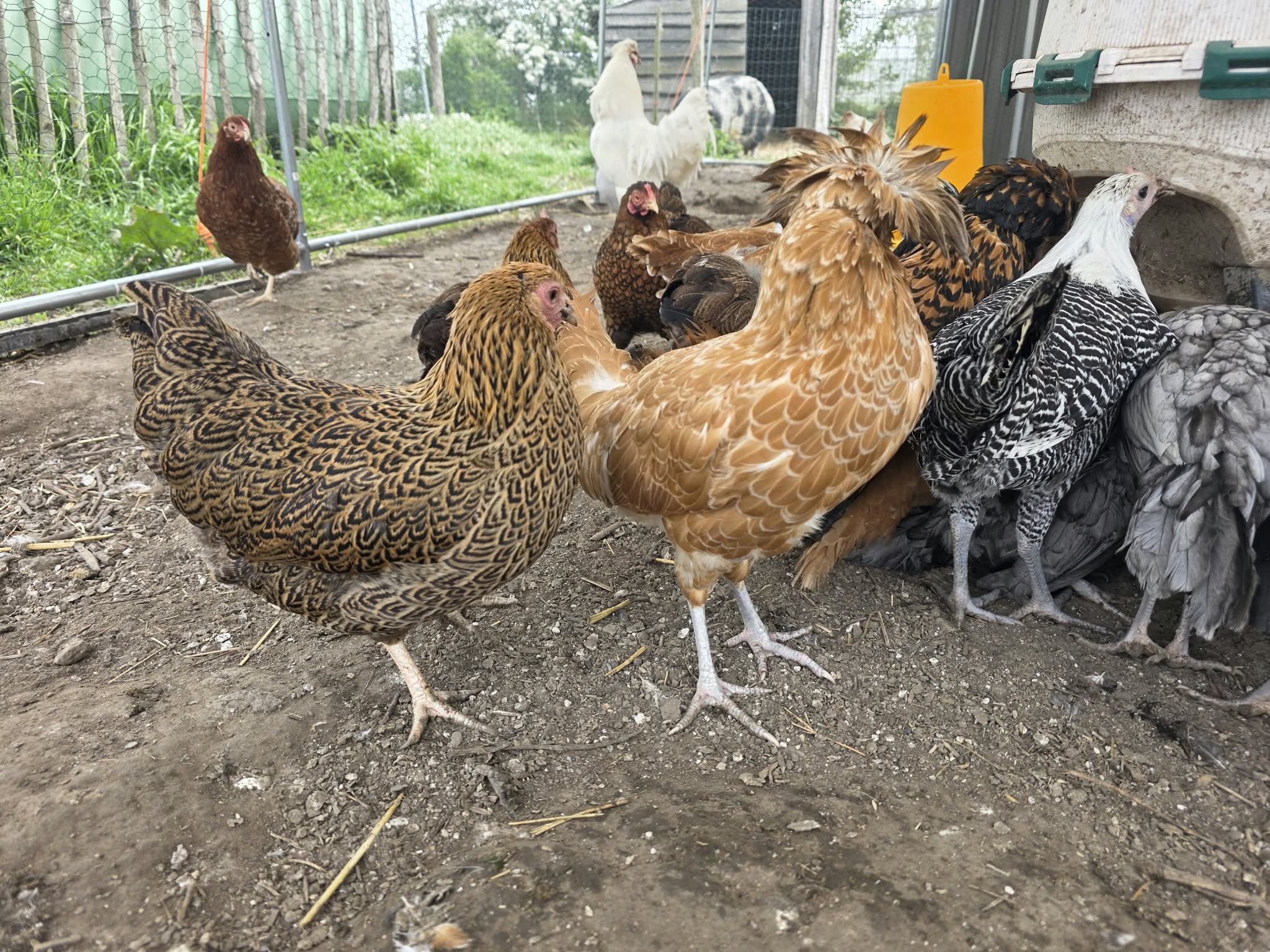 Poules d'ornement de plusieurs couleurs réunies dans un enclos