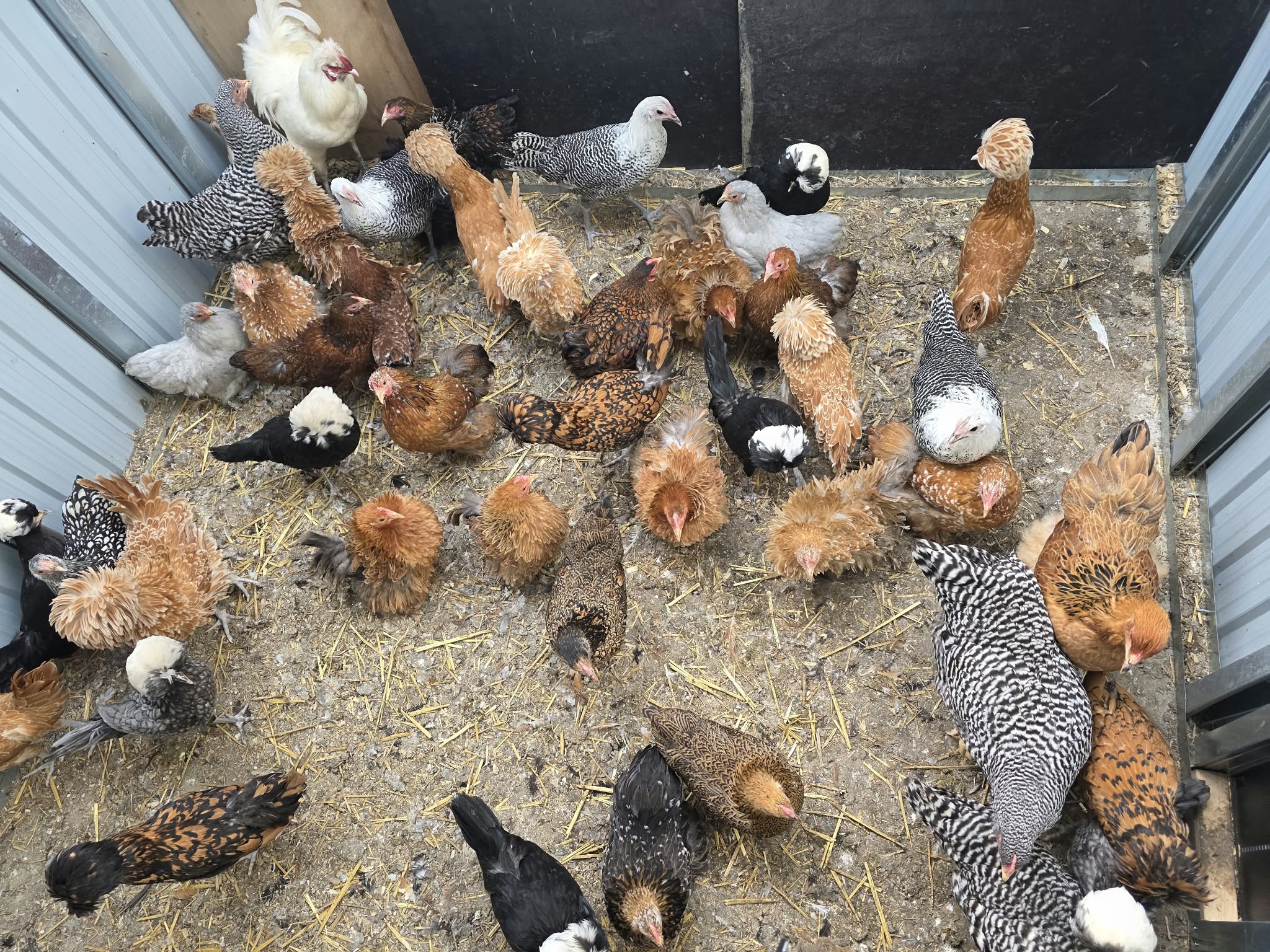 Nombreuses petites poules d'ornement, certaines huppées, dans un enclos paillé
