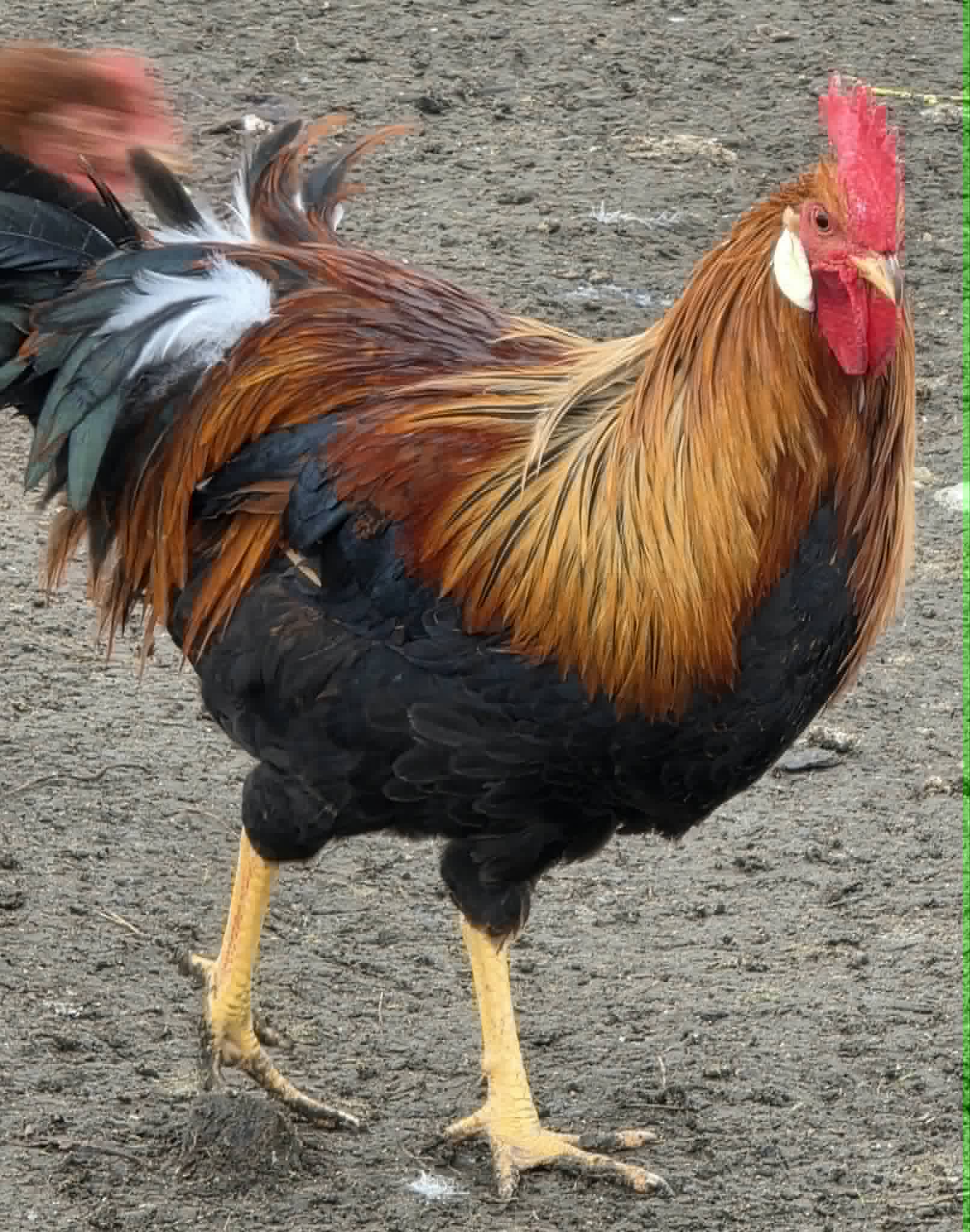 Coq au plumage doré, roux et noir aux reflets verts, marchant dans une cour
