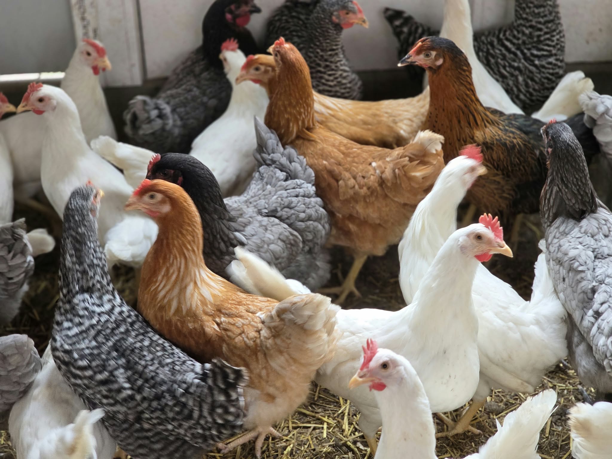 Groupe de poules pondeuses rousses, blanches et grises dans un poulailler paillé