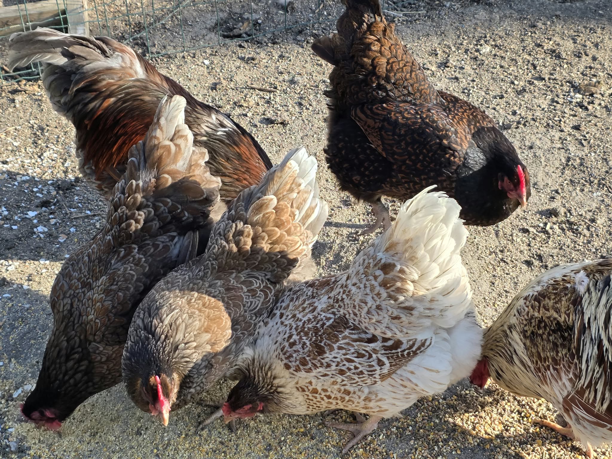 Poules au plumage acajou, foncé et clair, picorant au sol