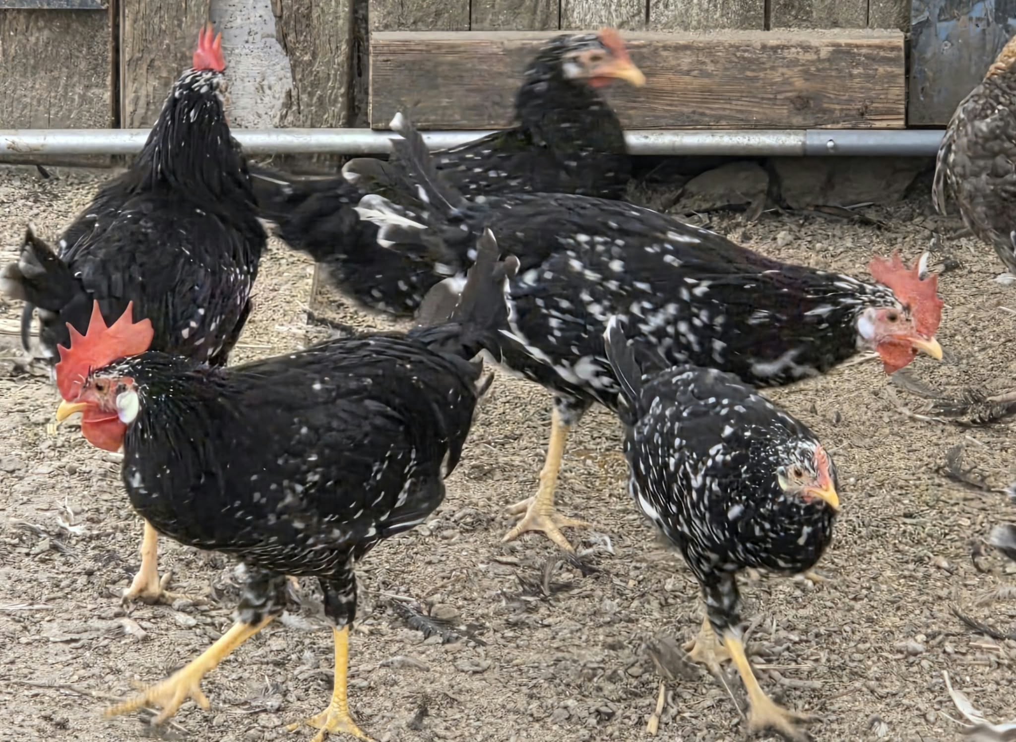 Poules et coq noirs mouchetés de blanc, à crête rouge, dans une cour en terre