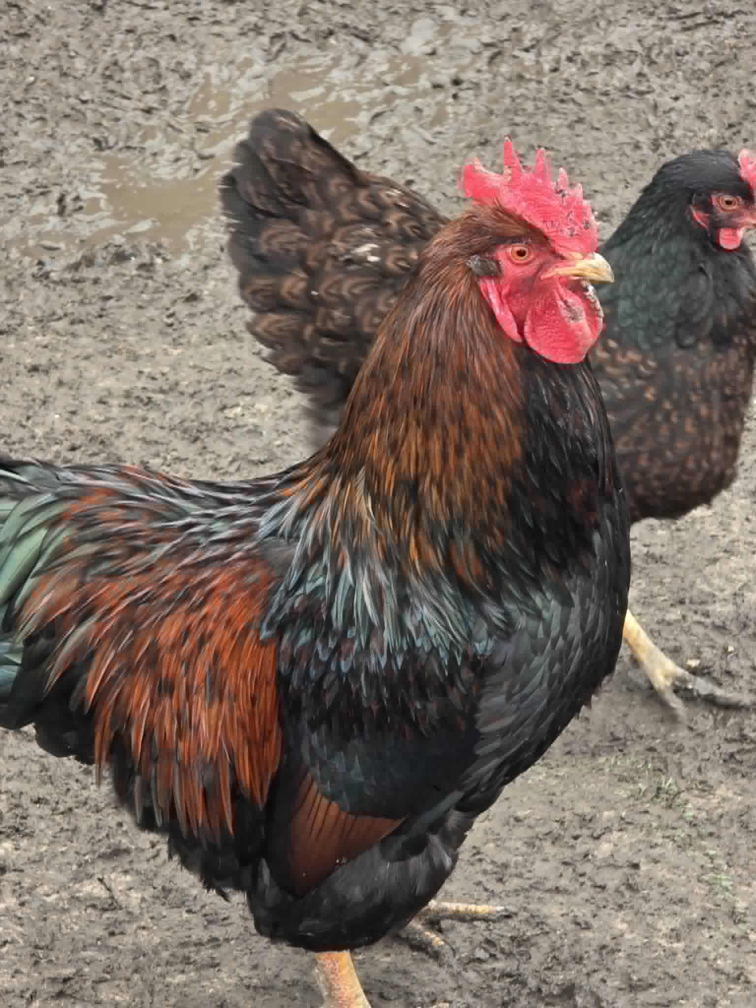 Poule au plumage noir et acajou à crête rouge, avec une poule noire derrière elle