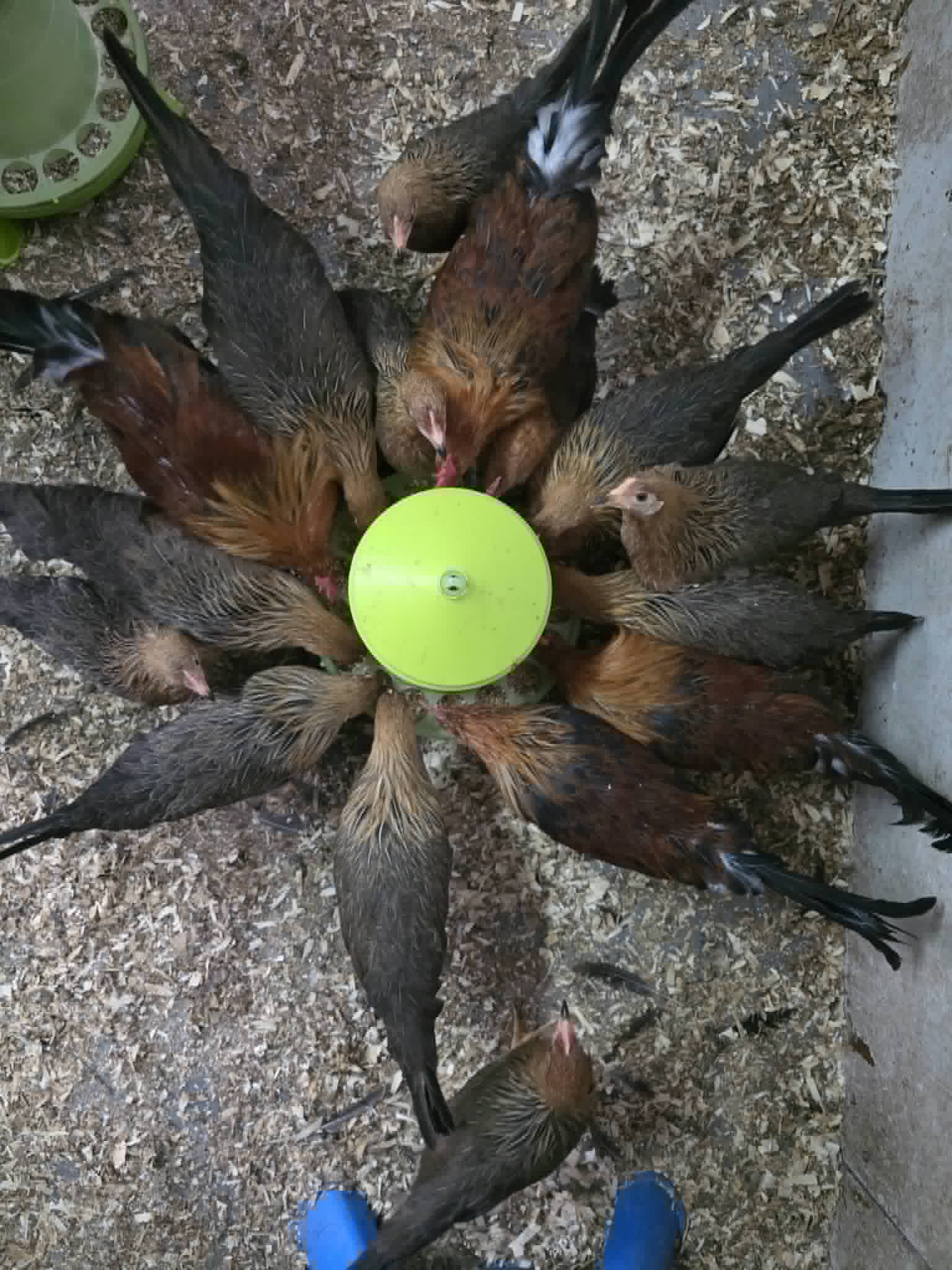 Poules au plumage noir et acajou réunies autour d'une mangeoire verte, vues d'en haut
