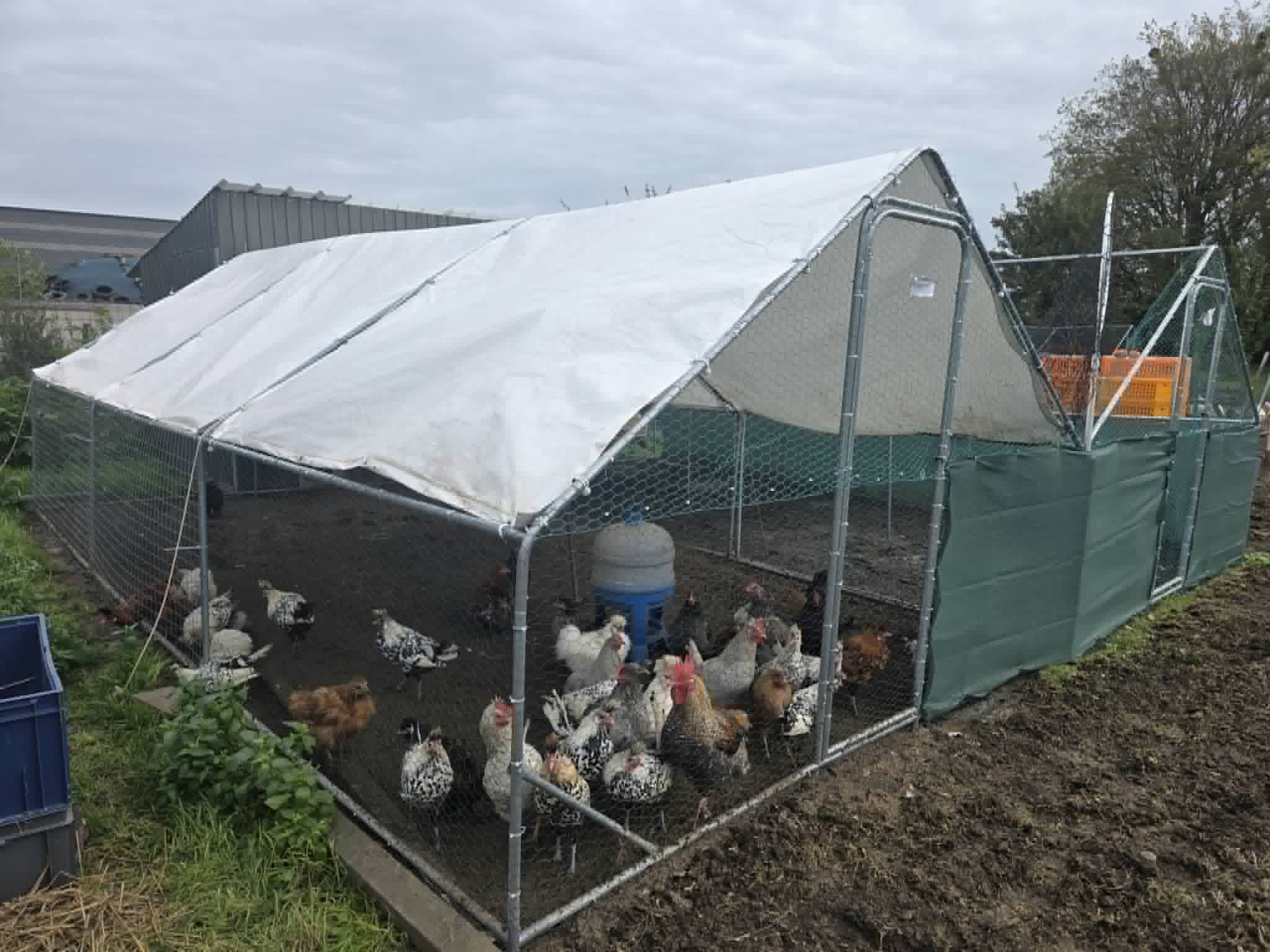 Grande volière à armature métallique, grillagée et couverte d'une bâche, avec des poules à l'intérieur
